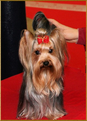 de Lovely Romy - Dynastie au Paris Dog Show le 9 janvier 2010