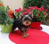 de Lovely Romy - Yorkshire Terrier - Portée née le 20/04/2018