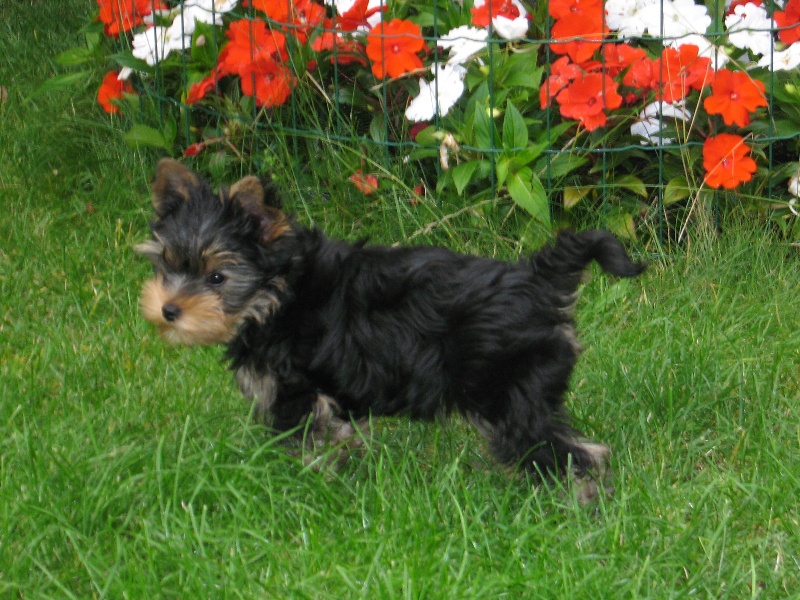 Chopin de Lovely Romy